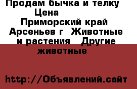 Продам бычка и телку › Цена ­ 20 000 - Приморский край, Арсеньев г. Животные и растения » Другие животные   